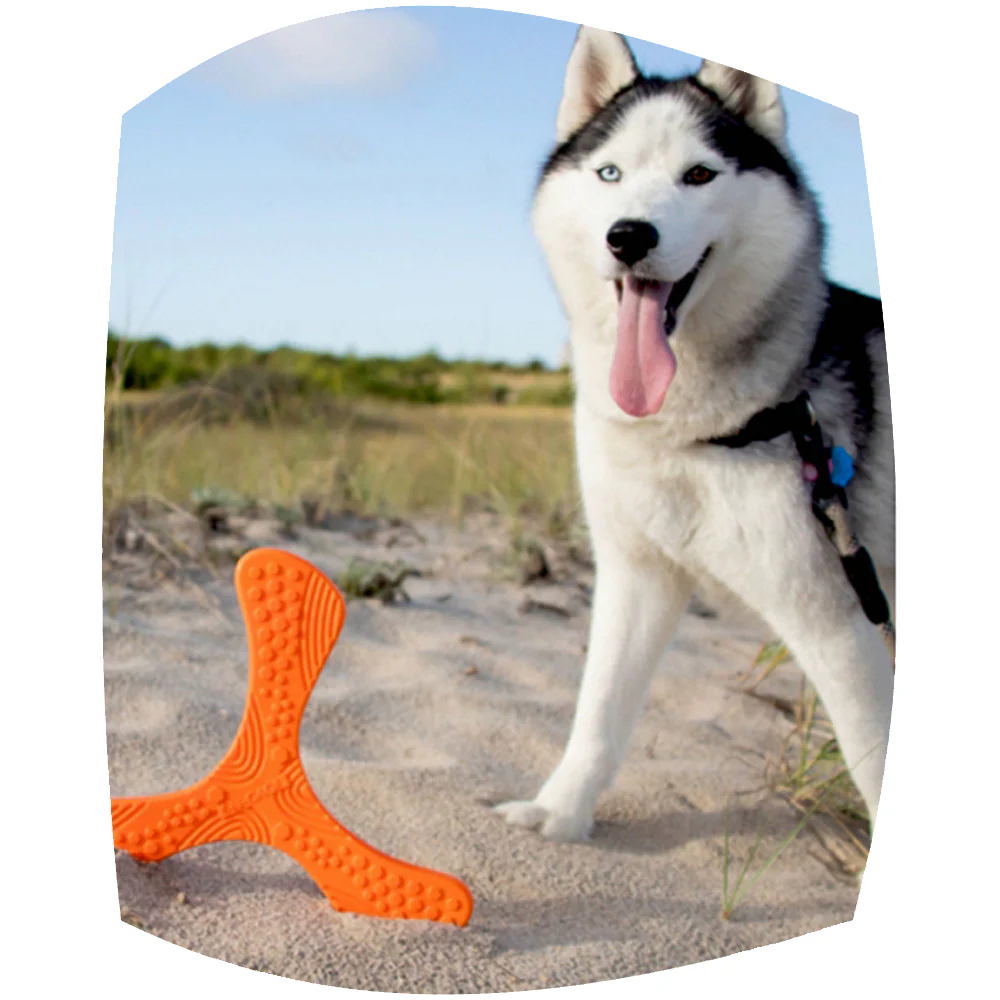 Dog Toys That Keep Tails Wagging